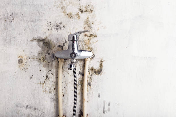 Best Mold Remediation for Specific Building Types in Herald, CA