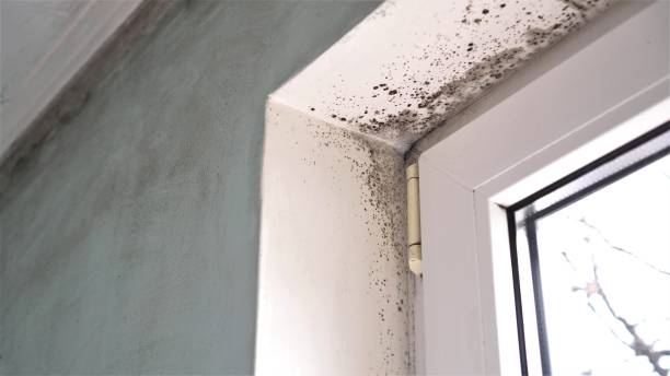 Best Black Mold Remediation in Herald, CA