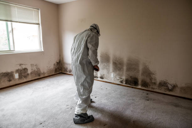 Best Insurance-Related Mold Remediation in Herald, CA